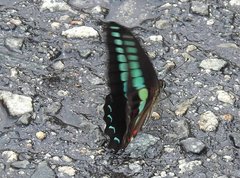 Graphium sarpedon