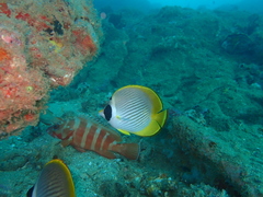 Chaetodon adiergastos