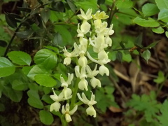 Orchis provincialis