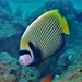 Emperor Angelfish - Photo (c) J. Martin Crossley, some rights reserved (CC BY-NC-SA), uploaded by J. Martin Crossley