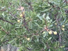 Pyrus syriaca