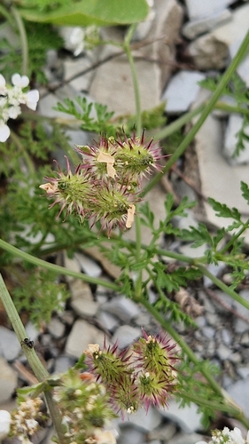 Image of Orlaya daucoides by (c) Алена Ручка, some rights reserved (CC BY)