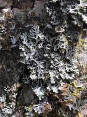 Heterodermia neglecta