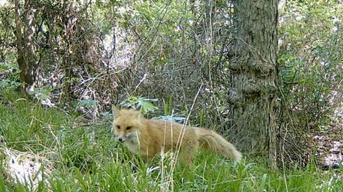 Red Fox photographed in Texas