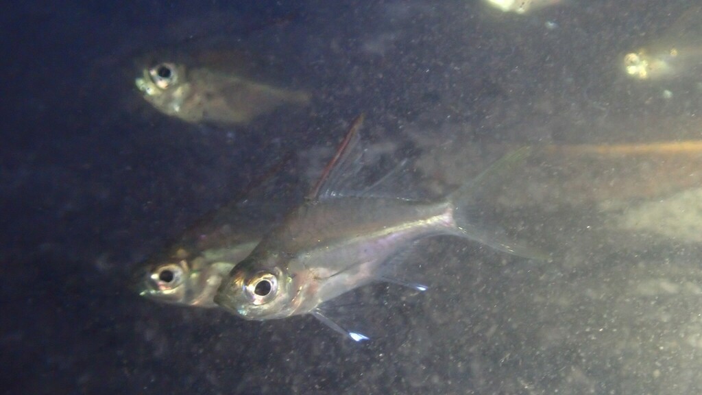 Glassfish
