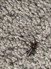 Phymatodes