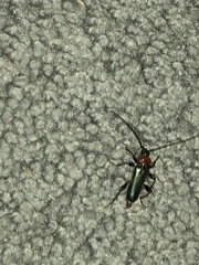 Phymatodes