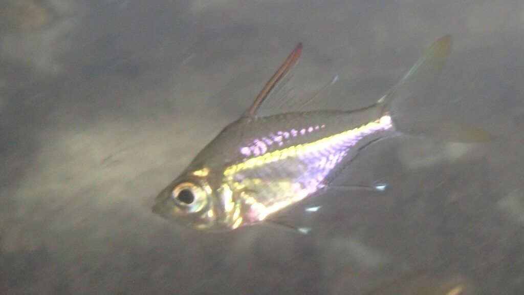 Glass perch (Ambassis interrupta) — Ambassidae