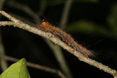 Lymantria xylina