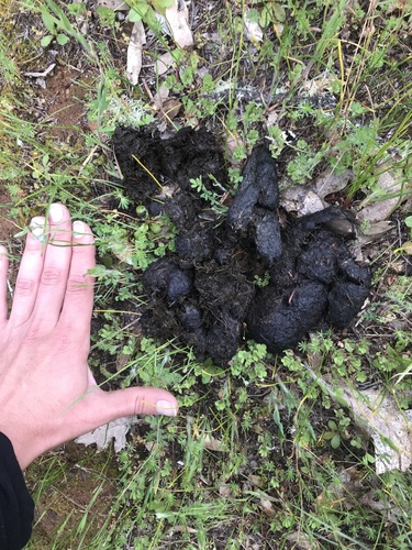 Black Bear Tracks – NatureTracking