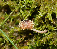 Neobarya agaricicola