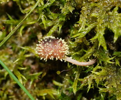 Neobarya agaricicola