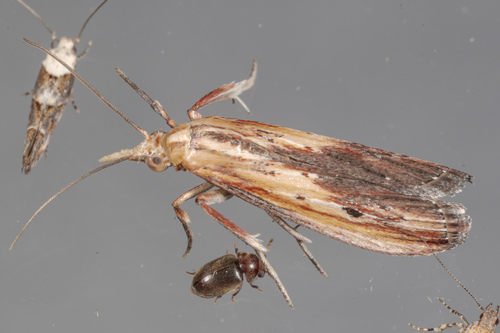Ancylostomia stercorea photo 3