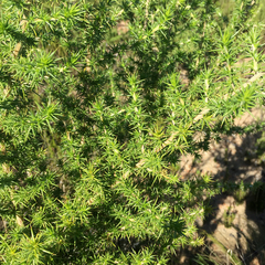 Aspalathus astroites