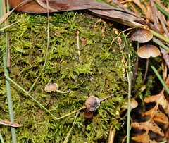 Neobarya agaricicola
