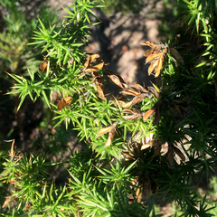 Aspalathus astroites