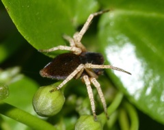 Oxyopes flavipalpis