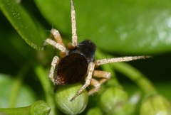 Oxyopes flavipalpis