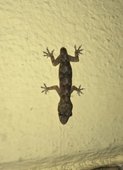 Hemidactylus mabouia