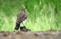 Pinarocorys nigricans