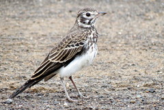 Pinarocorys nigricans
