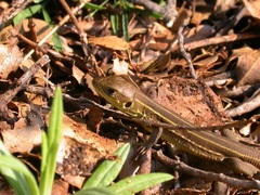 Lacerta trilineata