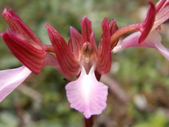 Anacamptis papilionacea papilionacea