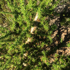 Aspalathus astroites