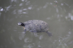 Trachemys scripta scripta