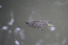 Trachemys scripta scripta