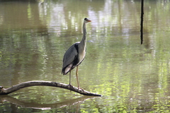 Ardea cinerea