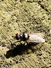 Anthomyia oculifera