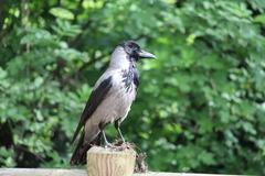 Corvus cornix