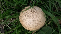Saproamanita foetidissima