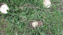 Saproamanita foetidissima
