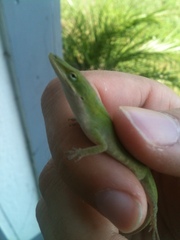 Anolis carolinensis