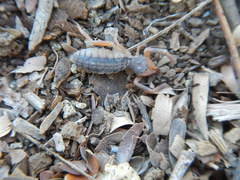 Ammotrechidae