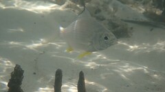 セダカクロサギ