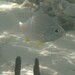セダカクロサギ
