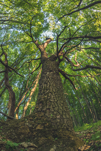 Paprastasis ąžuolas nuotrauka