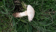 Saproamanita foetidissima