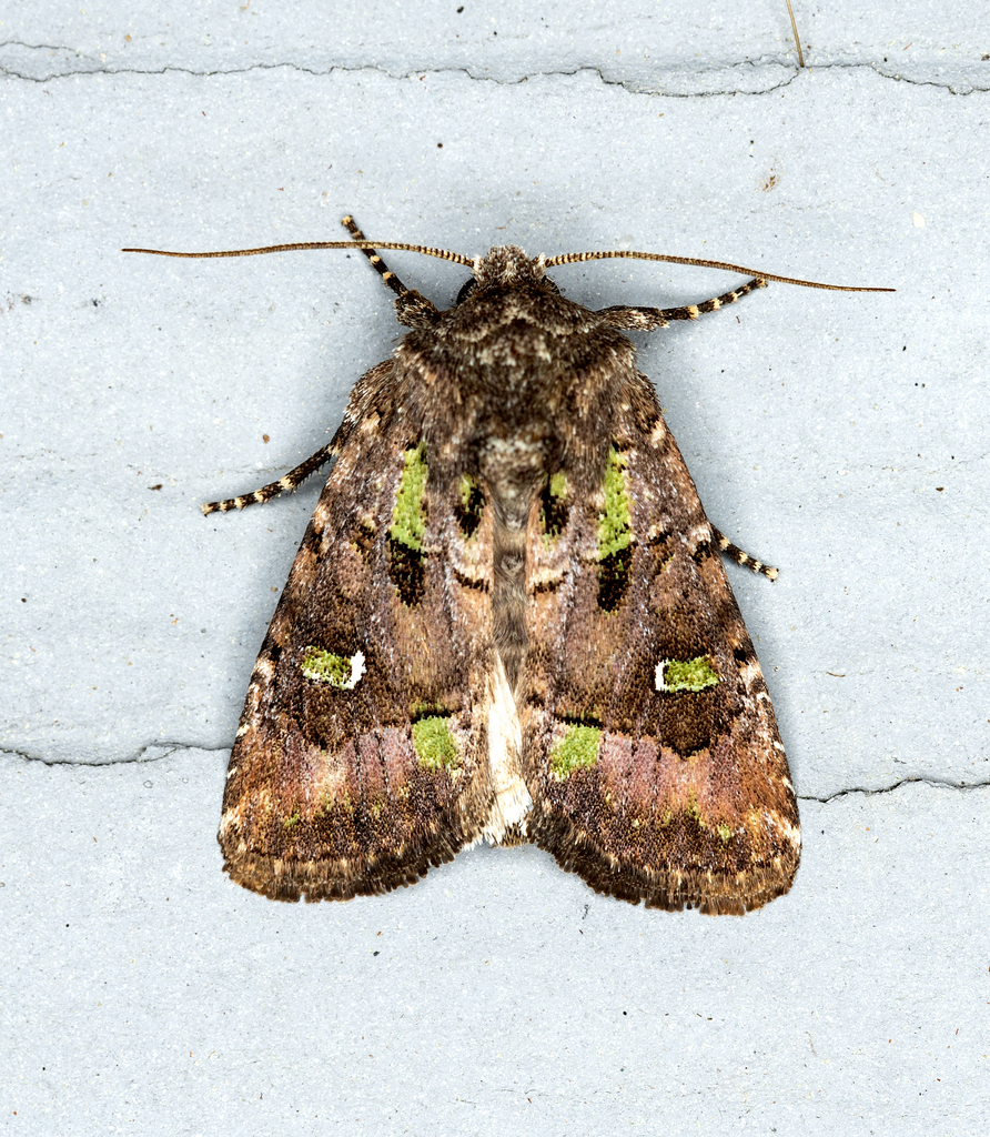 Bristly Cutworm Moth