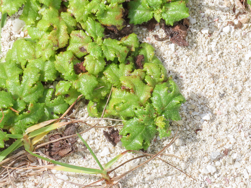 Triumfetta repens iNat (1)