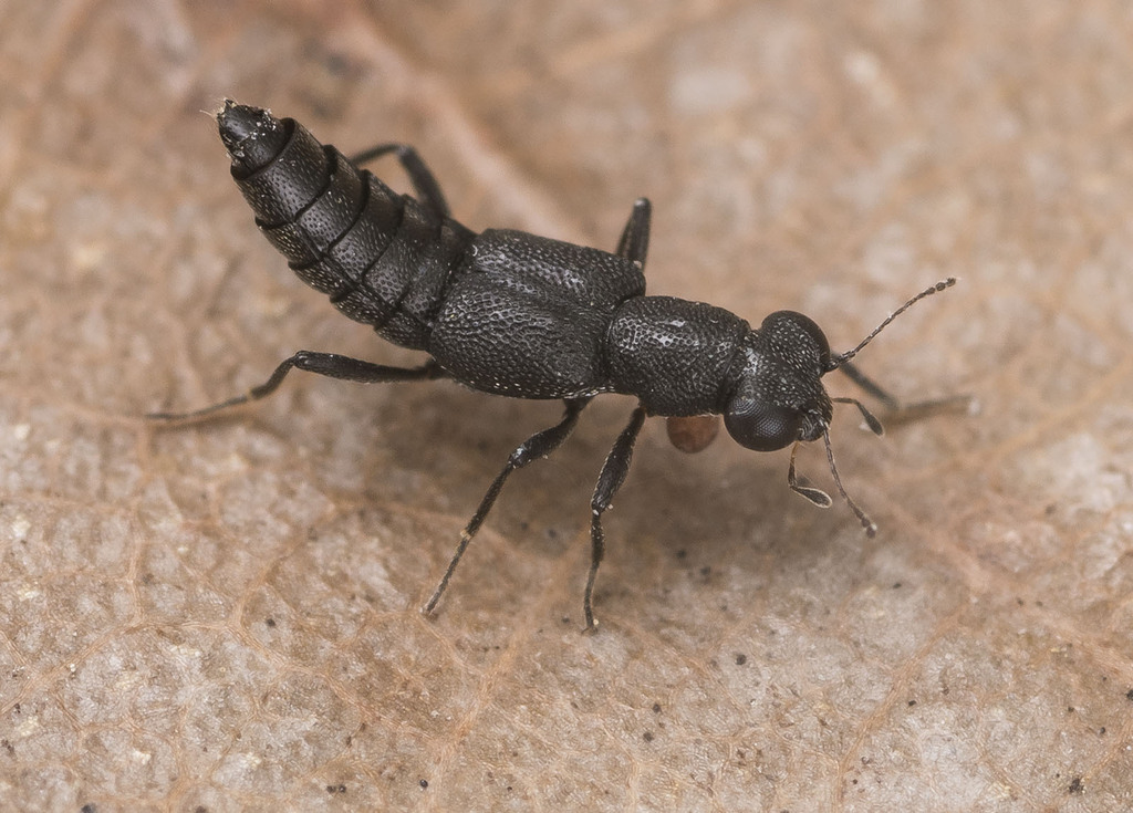 Stenus aterrimus