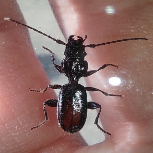 Siagona europaea
