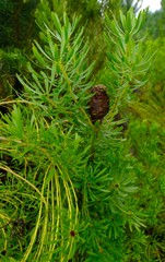 Leucadendron platyspermum