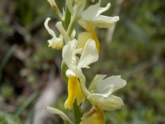Orchis pauciflora