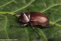 Xylotrupes meridionalis