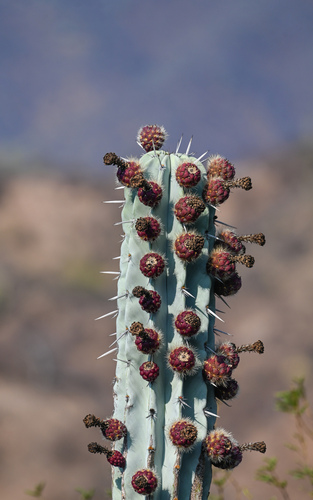 Pachycereus weberi (Pachycereus weberi)