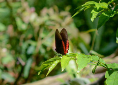 Biblis hyperia nectanabis